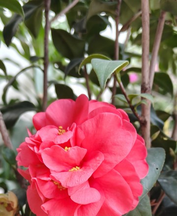 Nguyễn