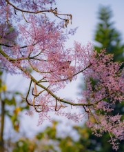 Siêu Vip mặt phố Sài Đồng buôn bán sầm uất, vỉa hè kinh doanh đông 142m, mặt: 5.8m, 19 tỷ