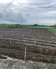 BÁN LÔ ĐẤT NHỎ (Ấp Bình Hòa Long-Xã Bình Nhì-Gò Công Tây, TIỀN GIANG)