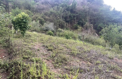 Cắt lỗ lô đất rộng 5662m2 gần trung tâm thị trấn Mộc Châu