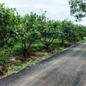 Cần bán gấp 2 mảnh đất vườn trái cây , diện tích 2000m2 tại thị xã Chơn Thành và Hớn Quản giá chỉ 400 triệu