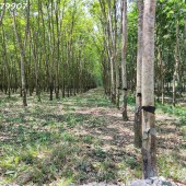 Sở hữu vườn cây ươm mầm tài lộc với giá chỉ 360 triệu - sẵn riêng sẵn đường, KDC Tây Ninh