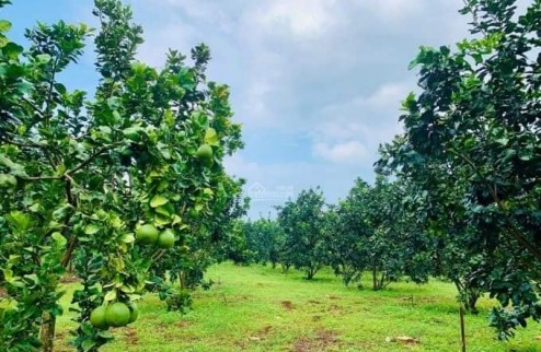 Cần bán gấp 2 mảnh đất vườn trái cây , diện tích 2000m2 tại thị xã Chơn Thành và Hớn Quản giá chỉ 400 triệu