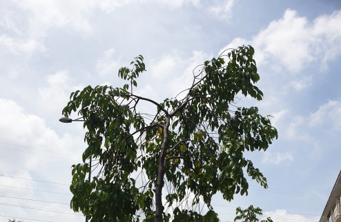 SIÊU SIÊU PHẨM PHẠM VĂN ĐỒNG. LINH ĐÔNG 3 MẶT ĐÔLA. DÒNG TIỀN THU VÀO CỰC CAO VÀ LUÔN ỔN ĐỊNH. NHỈNH 23 TỶ.