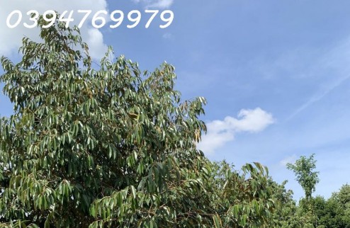 Bán lô đất vườn trái cây diện tích 1000m2 nằm ngay trung tâm xã Bảo Bình, Cẩm Mỹ