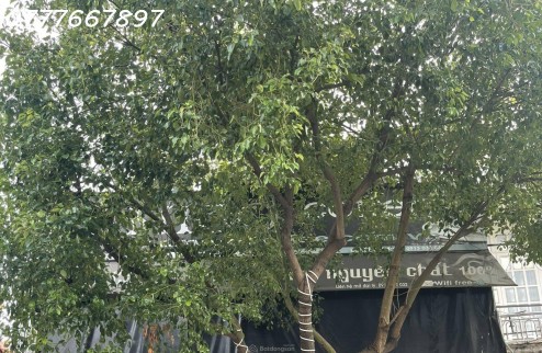 Cho thuê nhà nguyên căn 420 đường Nguyễn Sơn, phường Phú Thọ Hòa, giá thuê 16 triệu/ tháng
