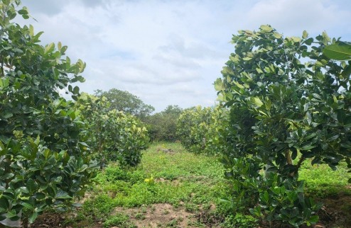 Vườn trái cây siêu đẹp tại Cư ÊWi – Cư Kuin – Đăk Lăk