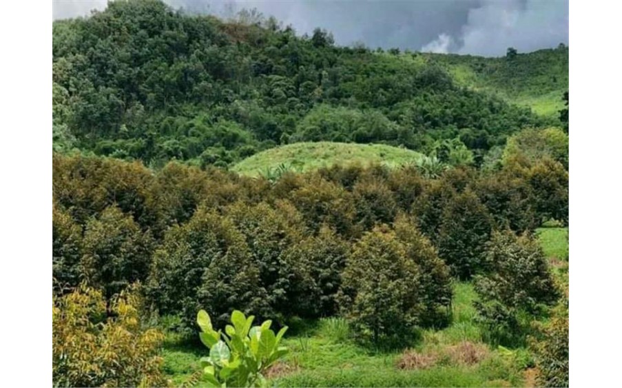 Xuất cảnh cần bán gấp tổng diện tích: 73 Ha đát  tại huyện Bảo Lâm tỉnh Lâm Đồng