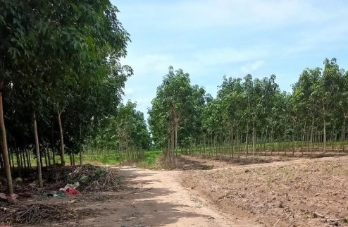 Cần Bán gấp đất vườn, trên đất đã trồng kín Cà Na, tại nhánh kênh 8 ấp Xóm Huế - xã Tân An Hội - huyện Củ Chi TPHCM