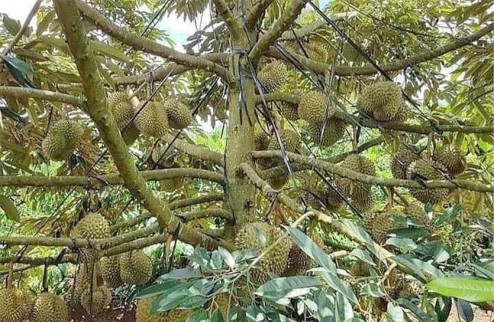Cần bán gấp đất vườn cây ăn trái 15 Hecta , đất đỏ Bazan, tại huyện Đắk Glong,Đắk Nông
