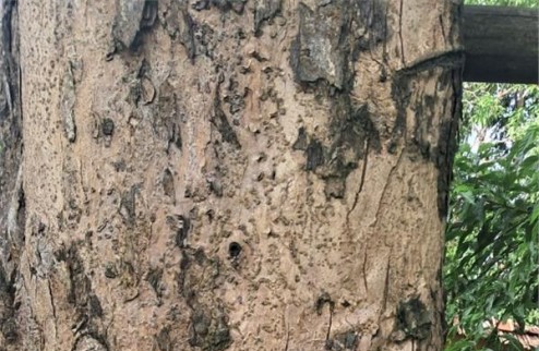 Bán 2 cây sưa đỏ trên 100 năm tuổi tại Đồng Nai có kiểm chứng
