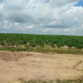 Cần bán gấp lô  đất có  tổng DT 1,7 mẫu  Tại  Huyện La Pa- Tỉnh Gia Lai
