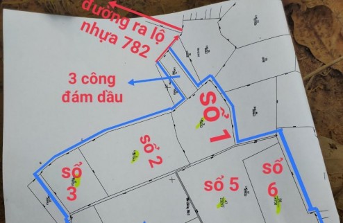 Cần bán gấp lô đất có  tổng DT 6000m² tại Gò Dầu, Tây Ninh