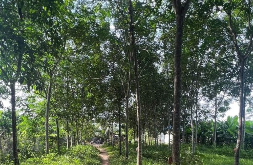 Bán đất mẫu 4.16 ha Minh Hòa Dầu Tiếng