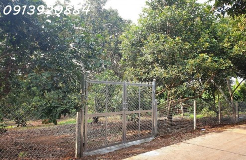 Bán lô đất vườn cây ăn trái đang thu hoạch : sầu riêng, chôm chôm full hồng, thổ cư 150m2