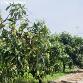 Bán vườn trái cây có15m mt TL44B, 818m2 có 100tc, đất cao ráo bằng đường, giá tốt chỉ 5ty