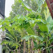 BÁN NHÀ CĂN GÓC CẤP 4 HẺM TRẦN QUÝ CÁP PHƯƠNG SÀI