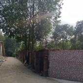 Cho thuê 5.000m2 đất thổ cư,đã xây tường gạch,oto vào tận nơi tại Cổ Đông, Sơn Tây