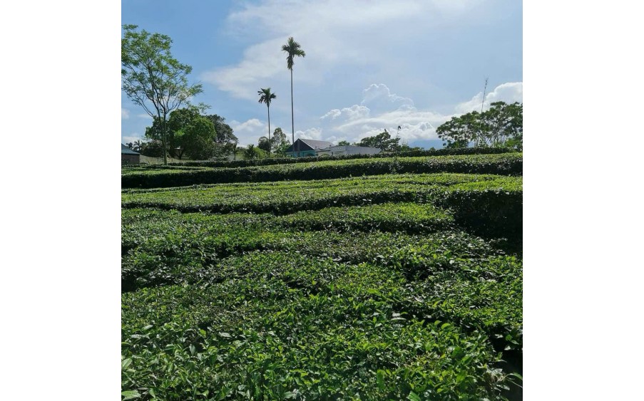 Bán đất Thôn 8, Xã Quảng Long, Huyện Hải Hà, Quảng Ninh