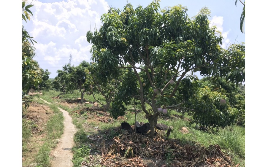 Bán 5ha rẫy Xoài Úc trên núi Suối Tân, tiện làm farm, trồng dược liệu xen canh