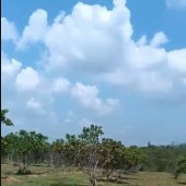 BÁN ĐẤT THÀNH PHỐ MỚI , PHÚ CHÁNH, TÂN UYÊN BÌNH DƯƠNG