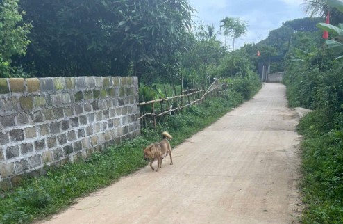 ĐẤT CHÍNH CHỦ - GIÁ TỐT - Vị Trí Đẹp Tại Khu Vôi, Thị trấn Ba Hàng Đồi, Huyện Lạc Thuỷ, Hoà Bình