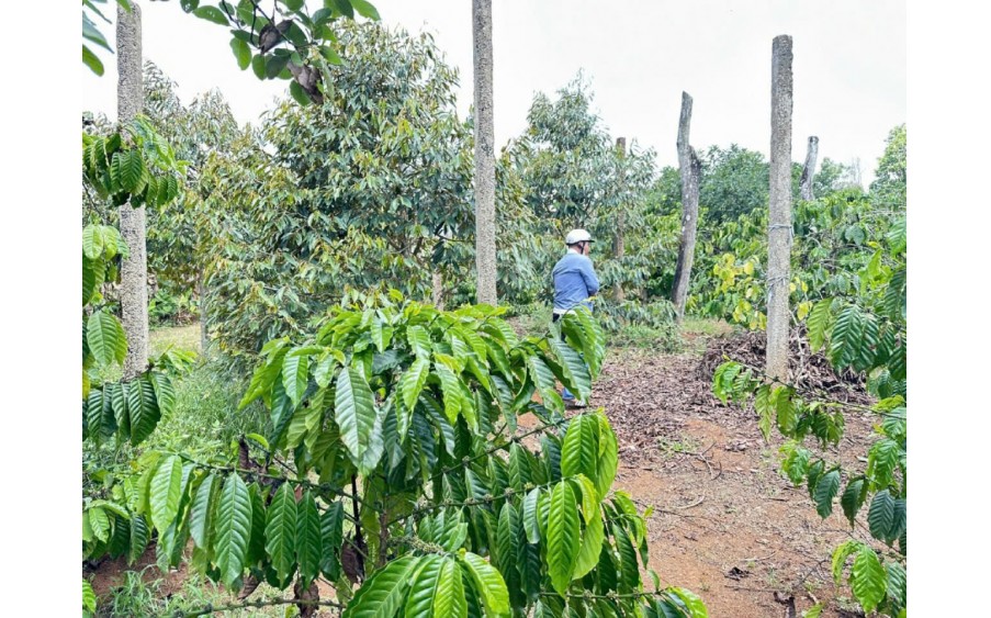 Chính Chủ Bán 10.000m2 Đất Tại Phường Thống Nhất, Xã Buôn Hồ, Đắk lắk