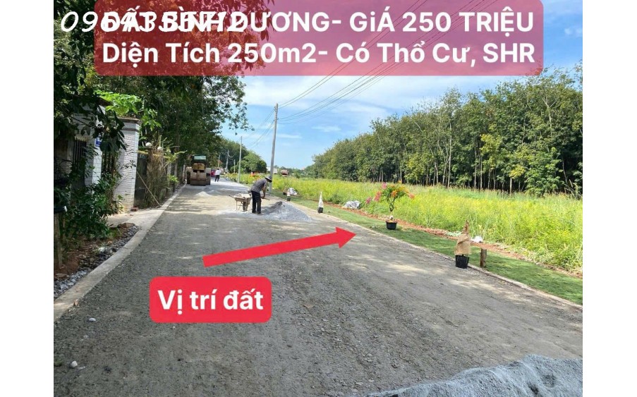 BÁN ĐẤT SỔ SẴN 250M2 TÂN LONG - PHÚ GIÁO - GIÁ 780 TRIỆU