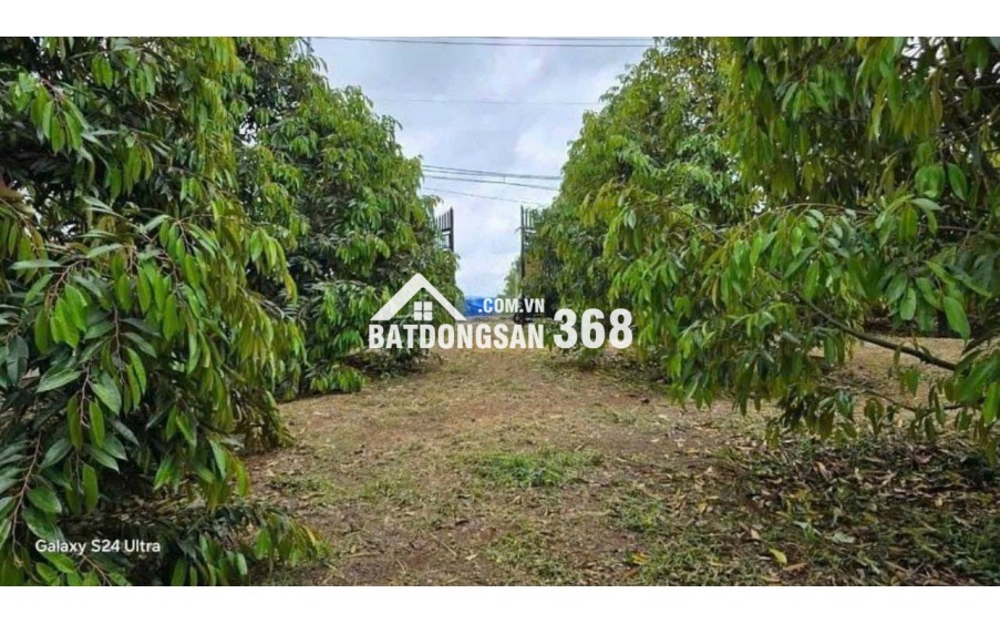 CC CẢ NHÀ SANG MỸ ĐỊNH CƯ NÊN CẦN BÁN GẤP VƯỜN CÂY ĂN TRÁI CÓ 300 CÂY SẦU RIÊNG VÀ NHÀ Ở TRÊN ĐẤT ĐIỆN NƯỚC ĐẦY ĐỦ.