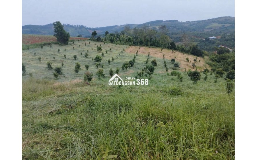 CHÍNH CHỦ BÁN ĐẤT KÈM NHÀ MẶT TIỀN 7M TẠI QUẢNG TRỰC-TUY ĐỨC