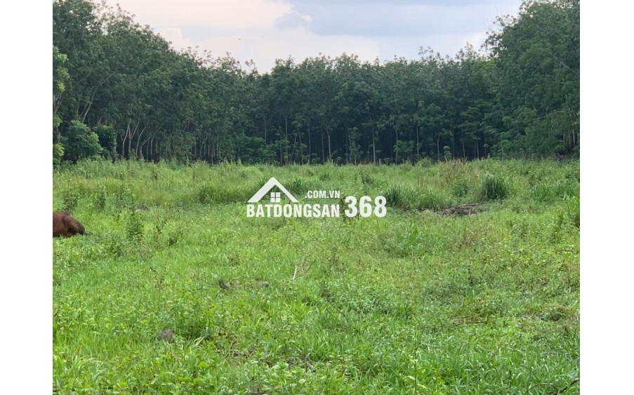 BÁN ĐẤT LỚN TÂY NINH – HƠN 1HA – CÓ 400M² THỔ CƯ – MẶT TIỀN ĐƯỜNG LỚN – GIÁ CHỈ 12 TỶ