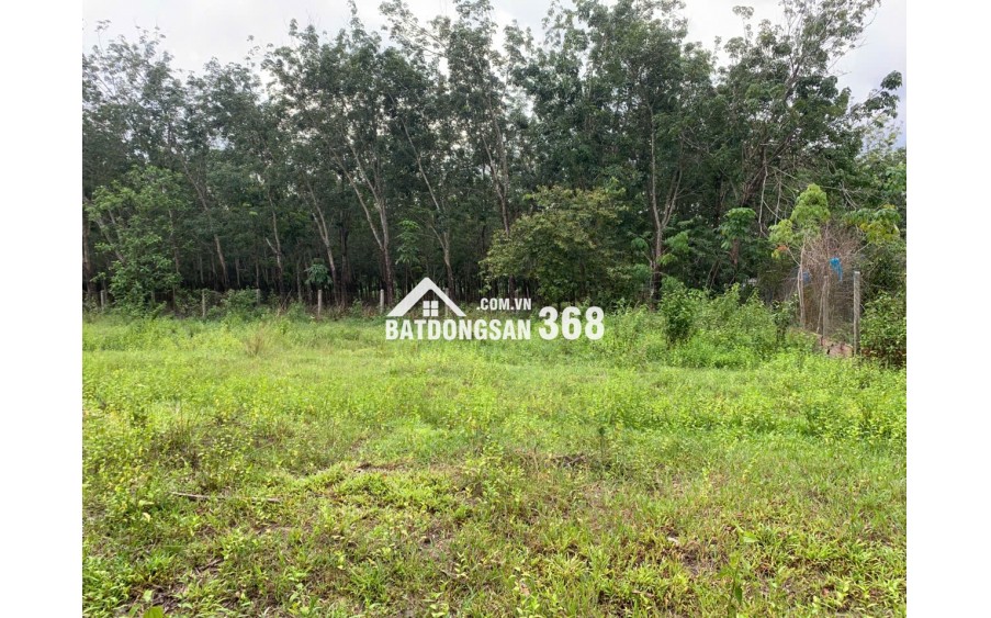 BÁN ĐẤT LỚN TÂY NINH – HƠN 1HA – CÓ 400M² THỔ CƯ – MẶT TIỀN ĐƯỜNG LỚN – GIÁ CHỈ 12 TỶ