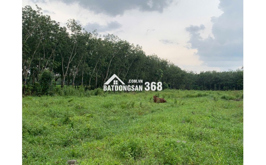 BÁN ĐẤT LỚN TÂY NINH – HƠN 1HA – CÓ 400M² THỔ CƯ – MẶT TIỀN ĐƯỜNG LỚN – GIÁ CHỈ 12 TỶ