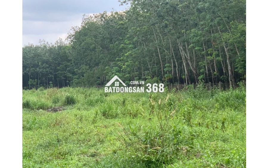 BÁN ĐẤT LỚN TÂY NINH – HƠN 1HA – CÓ 400M² THỔ CƯ – MẶT TIỀN ĐƯỜNG LỚN – GIÁ CHỈ 12 TỶ