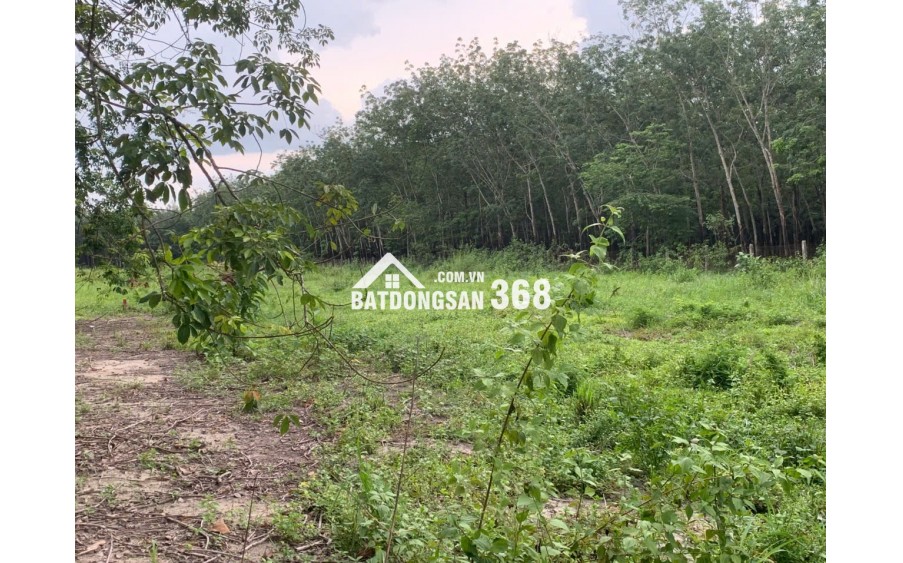 BÁN ĐẤT LỚN TÂY NINH – HƠN 1HA – CÓ 400M² THỔ CƯ – MẶT TIỀN ĐƯỜNG LỚN – GIÁ CHỈ 12 TỶ