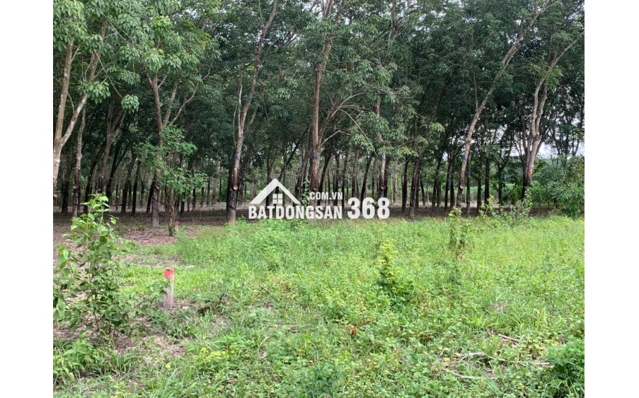 BÁN ĐẤT MẶT TIỀN ĐH.244 – HƠN 1HA CÓ THỔ CƯ – VỊ TRÍ ĐẸP TẠI TÂN CHÂU, TÂY NINH – GIÁ 12 TỶ