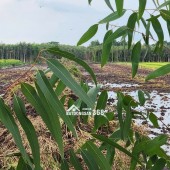 Bán đất nông nghiệp Long An giá cực rẻ chỉ 150tr/1000m2