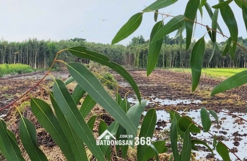 Bán đất nông nghiệp Long An giá cực rẻ chỉ 150tr/1000m2