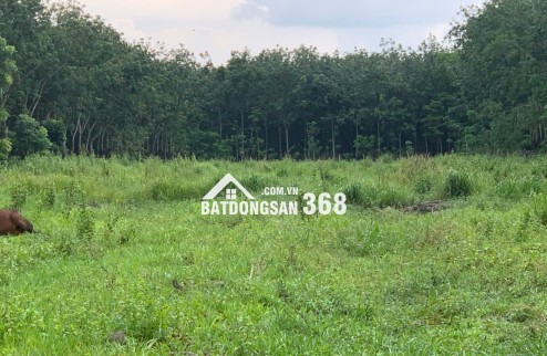 BÁN ĐẤT LỚN TÂY NINH – HƠN 1HA – CÓ 400M² THỔ CƯ – MẶT TIỀN ĐƯỜNG LỚN – GIÁ CHỈ 12 TỶ