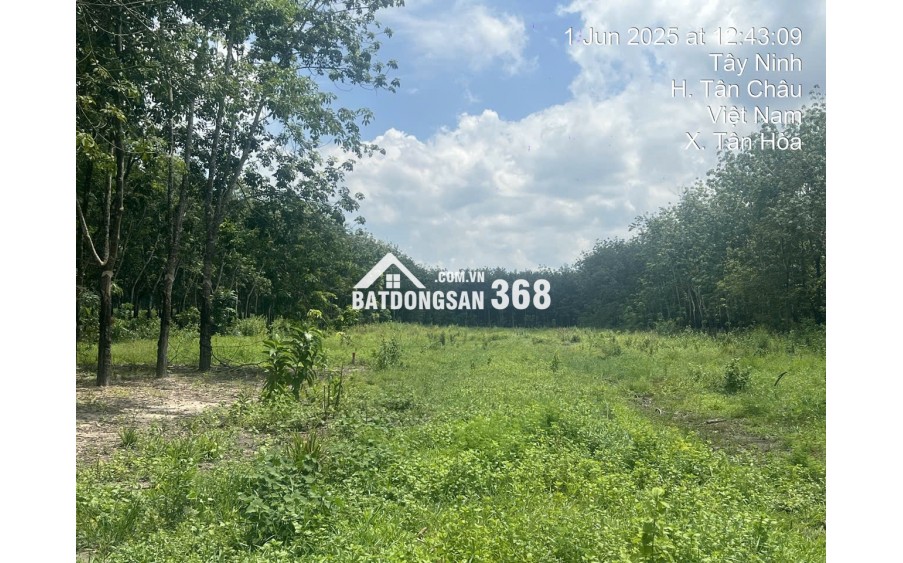 CẦN BÁN GẤP LÔ ĐẤT 1HA MẶT TIỀN ĐƯỜNG ĐH.244 – TÂN CHÂU, TÂY NINH – GIÁ TỐT CHO NHÀ ĐẦU TƯ