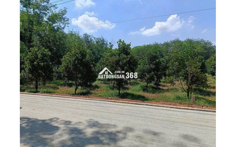  Bán vườn mít đang thu hoạch – đất đã có rào kiên cố bao quanh, an toàn và gọn gàng.