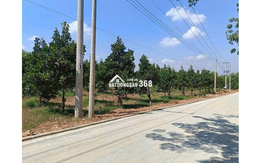  Bán vườn mít đang thu hoạch – đất đã có rào kiên cố bao quanh, an toàn và gọn gàng.