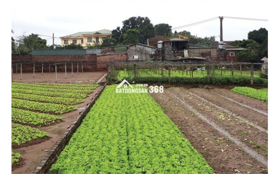 Bán đất Sài Sơn, Quốc Oai, SĐ 200m2, MT 5m, đường ô tô vào, sát đường 40m sắp mở