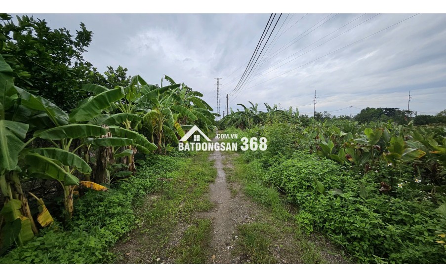 Bán đất Sài Sơn, Quốc Oai, SĐ 200m2, MT 5m, đường ô tô vào, sát đường 40m sắp mở