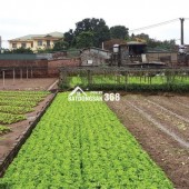 Bán đất Sài Sơn, Quốc Oai, SĐ 200m2, MT 5m, đường ô tô vào, sát đường 40m sắp mở