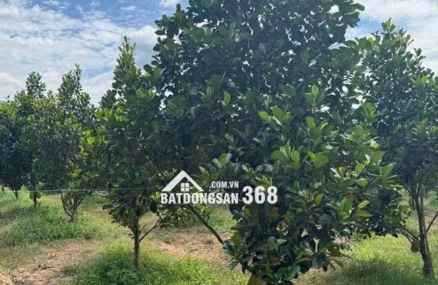  Bán vườn mít đang thu hoạch – đất đã có rào kiên cố bao quanh, an toàn và gọn gàng.