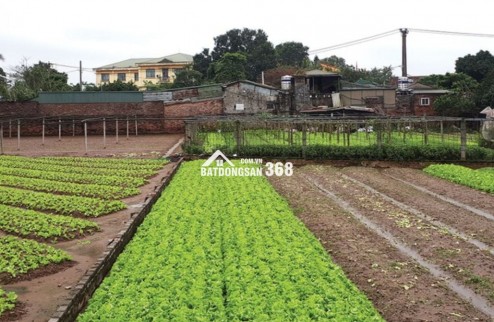 Bán đất Sài Sơn, Quốc Oai, SĐ 200m2, MT 5m, đường ô tô vào, sát đường 40m sắp mở