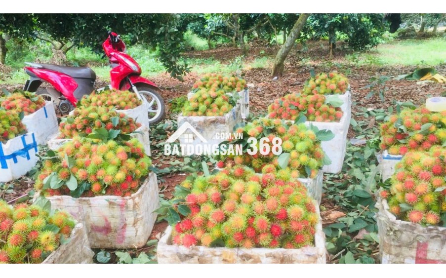 Bán Mặt Tiền Quốc Lộ 20 Đường TPHCM- Đà Lạt- 115m Mặt Đường- 190tr m