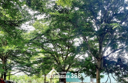  BÁN LÔ ĐẤT THỔ CƯ QL50 CẦN ĐƯỚC- LONG AN GIÁ 980TRIỆU- 80M2