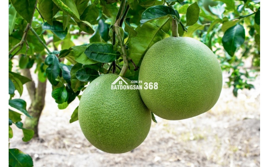 Cần bán đất vườn Định Quán, đất nghỉ dưỡng giáp suối, vị trí đẹp gần Quốc lộ 20, giá rẻ chỉ 850 triệu/sào.